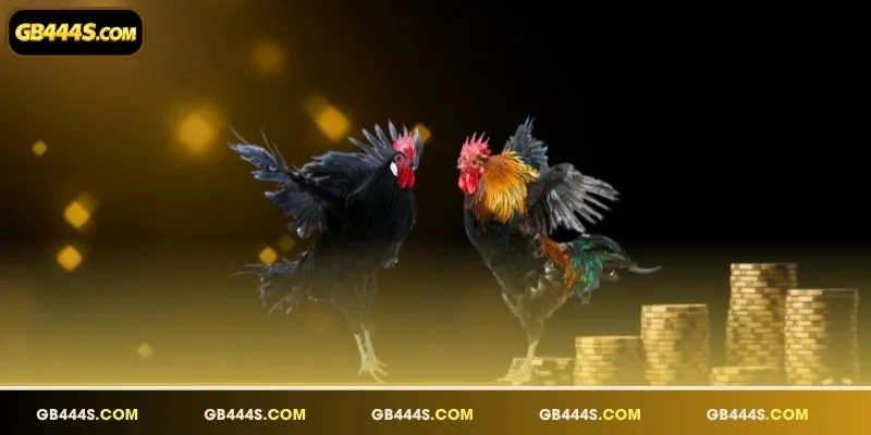 Explore the diverse range of cockfighting categories available daily